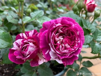 月季花病蟲害該如何防治？