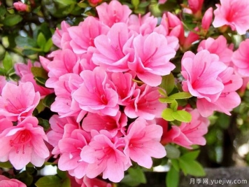 杜鵑花，介紹與養(yǎng)護小知識