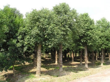北方種植香樟樹容易發(fā)生凍害后如何進行復(fù)壯