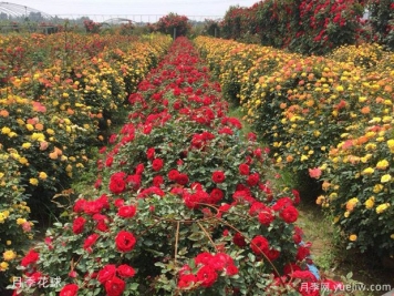 灌木球，月季花球，為景觀設計畫龍點睛