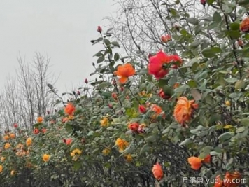 嚴(yán)冬月季花盛開，杭州高架月季實(shí)現(xiàn)超長待機(jī)