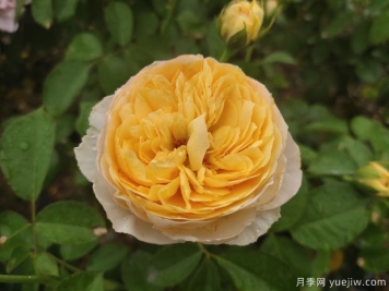 真宙月季和朱麗葉月季的區(qū)別，優(yōu)缺點(diǎn)一目了然