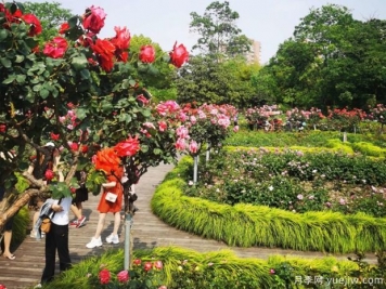 月季名園：上海植物園月季園