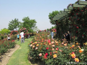 月季名園：上海辰山植物園月季園