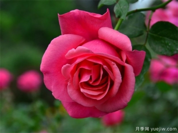 月季簡介，月季繁育和養(yǎng)護(hù)方法，延長月季花期的措施