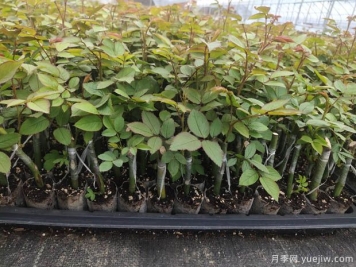 新疆喀什適合月季種植和應(yīng)用嗎？