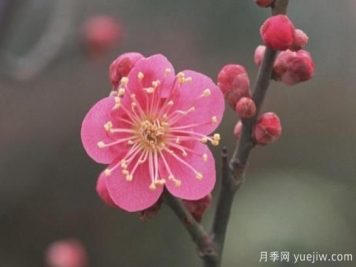 梅花如何栽培？養(yǎng)護(hù)辦法分享