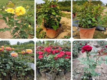 內(nèi)蒙古適合種植月季嗎？