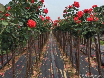 樹(shù)狀月季嫁接用的砧木是什么？山木香能規(guī)模種植嗎？