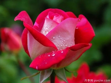 月季花紅蜘蛛危害癥狀，月季紅蜘蛛該如何防治呢？