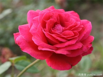 包頭可以種植月季嗎？月季花盛開(kāi)不是夢(mèng)