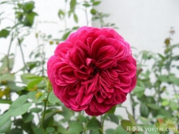 莎士比亞月季和紅色達芬奇月季的區(qū)別是什么