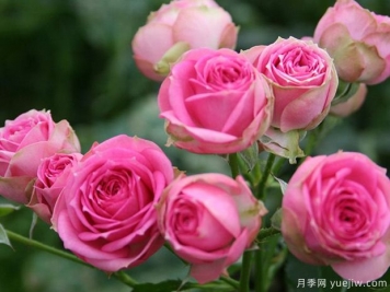 月季常見(jiàn)蟲(chóng)害的防治常用藥
