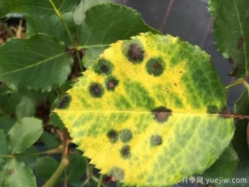 月季黑斑病的癥狀和治療，需要遮陰干燥通風(fēng)