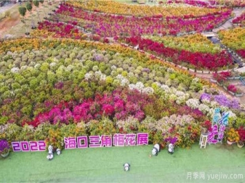 2022年?？谌敲坊ㄕ箚⒛?，五雀花王驚艷出場