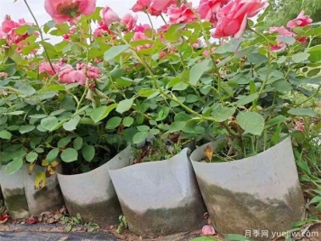 如何養(yǎng)好盆栽月季，如何養(yǎng)爆花？全方位解讀