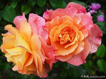 南陽(yáng)方城：月季產(chǎn)業(yè)，綠色發(fā)展引領(lǐng)生態(tài)之基