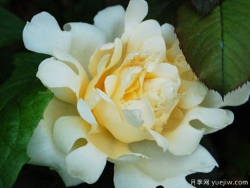 女王波浪月季/女王褶邊月季