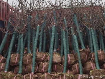 2月5公分月季樹萬畝基地 保質(zhì)保量