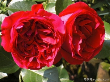 推薦10款經(jīng)典月季品種，新手花友種了不會后悔