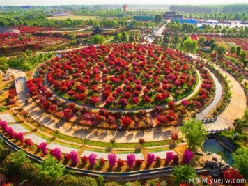 南陽(yáng)月季花開全球，南陽(yáng)月季基地?cái)M建特色小鎮(zhèn)