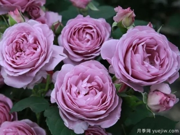 藍(lán)色陰雨?和?藍(lán)色?風(fēng)暴，哪個(gè)月季花更優(yōu)秀？