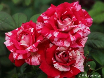 分享4個(gè)復(fù)花月季品種，太好看了