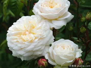 佛界月季的優(yōu)缺點(diǎn)是什么？