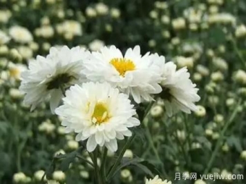 白菊花怎么養(yǎng)？菊花栽培注意事項