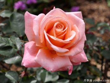 薩曼莎的夢想月季的優(yōu)缺點(diǎn)是什么？