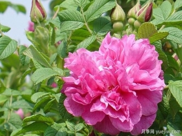 四季玫瑰應該如何養(yǎng)護和病蟲防治