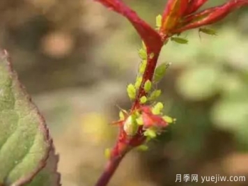花木蚜蟲(chóng)防治技術(shù)分享