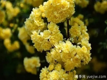 黃木香開(kāi)花好看又好聞，快速花墻