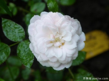 阿麗娜月季