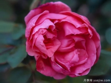 黃岡科技職業(yè)學(xué)院，然有月季，亭亭玉立