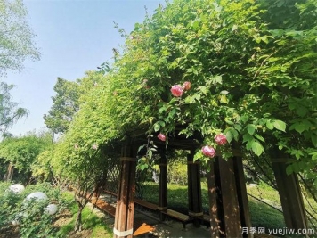 常州紫荊公園古老月季漸次開(kāi)放，展示市花的獨(dú)特文化魅力