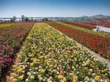 豐花月季與普通月季的區(qū)別？園林花壇喜歡用的特點(diǎn)