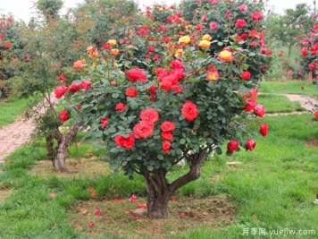 古樁月季千百艷，老樹新花時(shí)時(shí)春