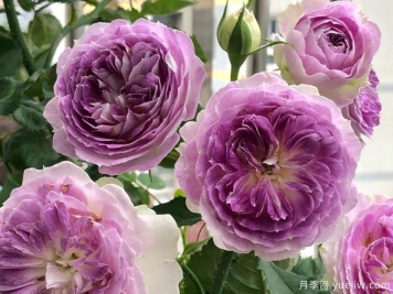 秋季月季想要復(fù)花好，修剪施肥有訣竅