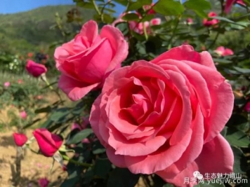 玉溪峨山月季花開正好 拍照打卡進行時
