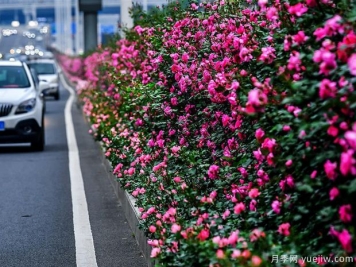 湖北武漢二環(huán)月季開放，48公里全線成景觀花海大道