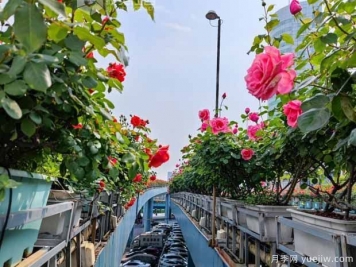 1.2萬株月季盛開，南昌八一橋景觀花廊擁抱春景