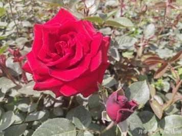 鄭州市花是月季，愛(ài)上鄭花滿城