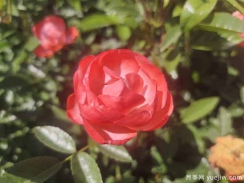 橙柯斯特月季/橙科斯特