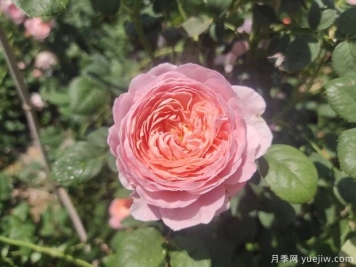 15個優(yōu)秀英國奧斯汀灌木月季品種大賞