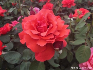 常見50個(gè)月季品種介紹，抗性好花不斷，可以買得到的經(jīng)典
