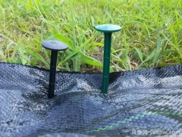苗圃防草布的用處以及它的優(yōu)勢(shì)