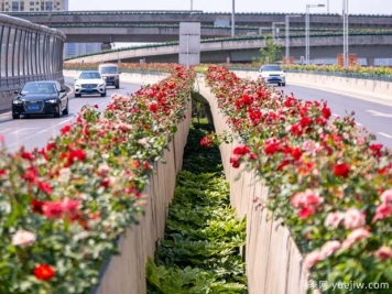 鄭州月季花路，生態(tài)廊道彩繪綠都花季
