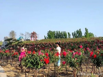 濰坊昌樂(lè)：西湖月季盛放期，五一假期花海來(lái)襲