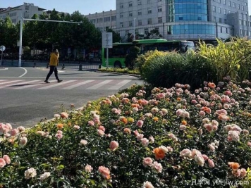 信陽平橋區(qū)6月滿目繁花，開啟月季美麗夏日